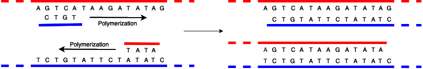 DNA Replication Stage 1