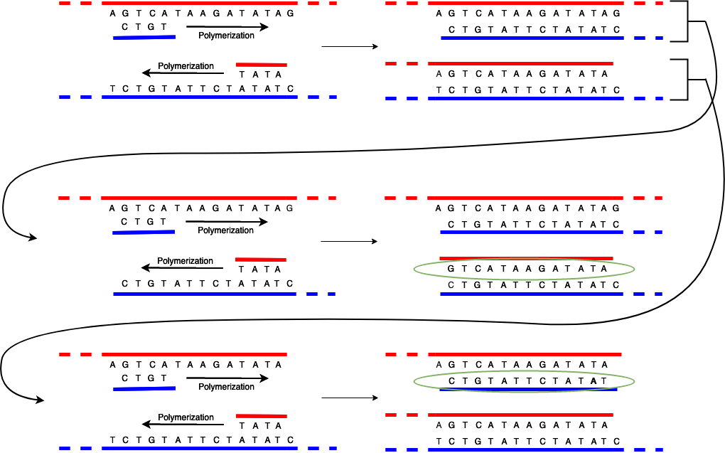 DNA Replication Stage 2