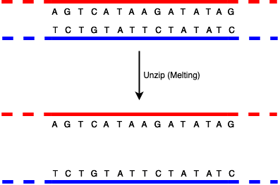 DNA Melting