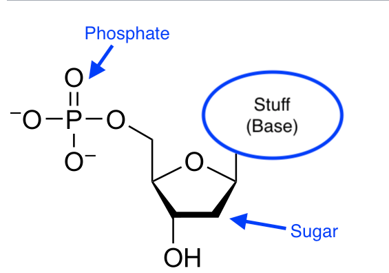 A nucleotide